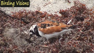 Ruddy Turnstones foraging \u0026 preening– Spring migration Florida