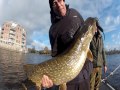 grote snoek met visgids sybe friesland video. snoeken. big pike in holland