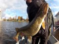 grote snoek met visgids sybe friesland video. snoeken. big pike in holland