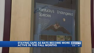 WATCH | Bat Infestation Closes Down Kentucky School