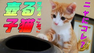 [茶トラ子猫]どうしても壺の中が気になって仕方がない子猫（保護猫）