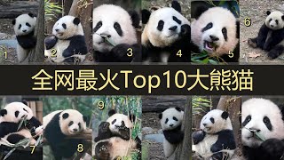 2023年顶流大熊猫Top10。“萌兰”“花花”火出圈，“丫丫”“美香”快回家。