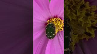 花粉を食べてるかな「コアオハナムグリ」