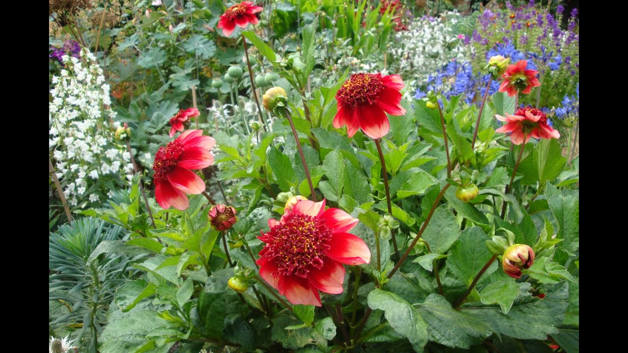 Growing Dahlias In Pots Youtube