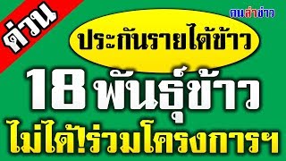 18 พันธุ์ข้าว ไม่สามารถ ร่วมโครงการฯ ประกันรายได้ เกษตรกรผู้ปลูกข้าว | #Ch5 #คนล่าข่าว