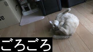 【可愛い】家猫ドコモ発情期、夜鳴きや室内かけっこを一晩中、我慢していても収まりませんね