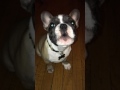 Harley the frenchie learning to bark