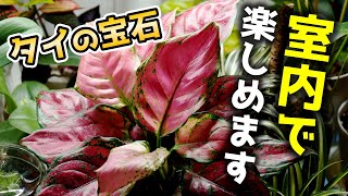 室内栽培するならコレ！暗めの部屋で楽しめる観葉植物がこちらです♪【アグラオネマの育て方】