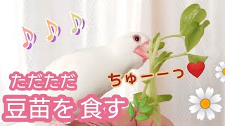 【文鳥】大好きな豆苗を 食す♪