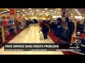Fake Service Dogs Create Real Problems Fake Service Dogs Create Real Problems
