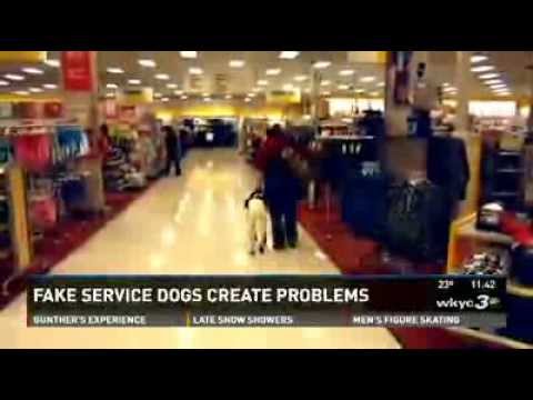 Fake Service Dogs Create Real Problems Fake Service Dogs Create Real Problems