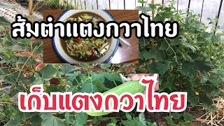 เข้าสวนผักเก็บแตงกวา ทำส้มตำแตง 2018/05/31