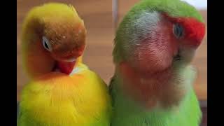 コザクラインコ　ボタンインコ　○○の上で