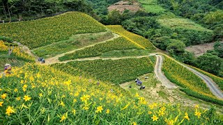 太麻里 | 2020 知本 樂山 秘境 | 金針花 | 狀元樓旅店 | 住宿| 機車出租