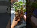 grafting dendrobium plants with simple methods really work 100% #orchid  #plants