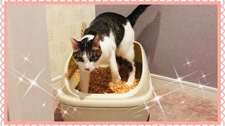 【猫トイレおすすめ】コスパ最高！お手入れ楽ちん☆Best Cat Litter Box