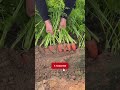 uprooting amazing carrots🥕