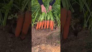 Uprooting amazing Carrots🥕