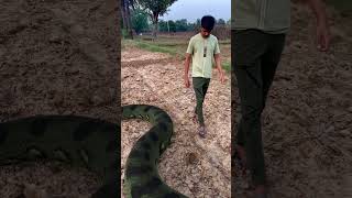 Anaconda Snake Sleeping & Attack in Farm #Anaconda #Snake #Shorts