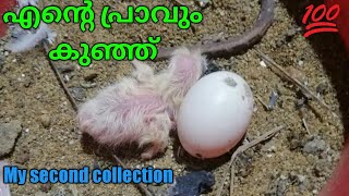 My pigeon second collection| എന്റെ പ്രാവിന്റെ കുഞ്ഞ്|parava|Malayalam|egg|chilk|Hisham Tube