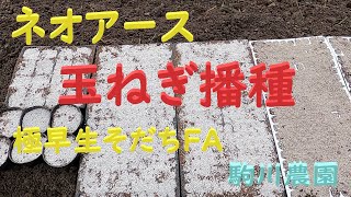 玉ねぎの播種　ネオアース・極早生そだちFA　目指せ100品目　邑南町　駒川農園　21.9.18