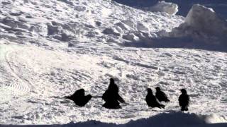 Alpine Choughs