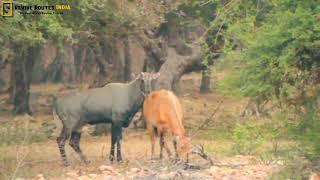 Unsuccessful attempt from a Male Blue Bull (Nilgai) in Ranthambhore.