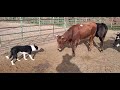 Dog breaking cattle with Brodey