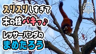 【よこはま動物園ズーラシア】おしりすりすり🦝🌳マーキングしすぎて木の枝バキっ♪レッサーパンダのまめたろう [Yokohama Zoorasia] Red Panda, Mametaro