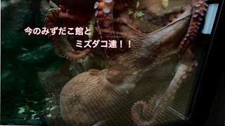 【越前松島水族館】貴重！ミズダコの産卵