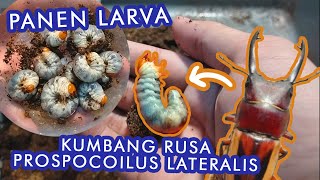 Mari Kita Bongkar Breeding Box-nya Sambil Ngobrolin Larva! - Beternak Kumbang Rusa/ Capit (2/3)