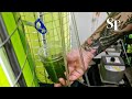 Australian beer makers fight climate change by feeding CO2 to algae