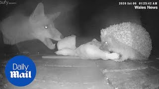 Cunning fox steals roast chicken dinner from hedgehog