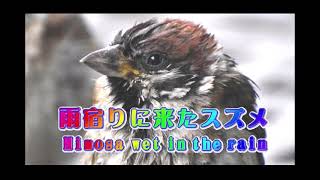 スズメの『ミモザ』の雨宿り ～A sparrow that shelters from the rain.～