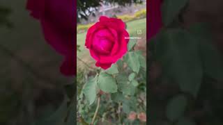 #मैने #पूछा #चाॅद से #देखा है कही मेरे #यार सा #हसी#Rose(Rosa Rubiginosa)# गुलाब