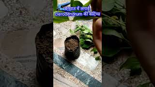 how to grow cutting of clerodendrum inerme/ grow cuttings in monsoon #shortsfeed #youtubeshorts