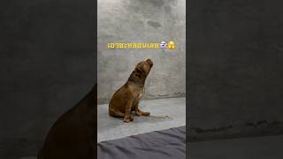 ระทึก‼️เกิดอะไรขึ้น หมาพิทบูลหอนกลางดึก #สัตว์เลี้ยงน่ารัก #หมา #pitbull #viral #พิทบูล #ช้าง #ฮาๆ