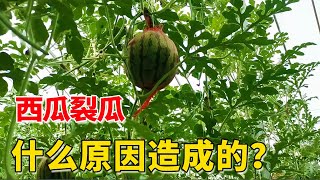 西瓜裂瓜的原因，并不是缺钙造成，温度光照都有关系【付老师种植技术团队】