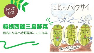 ミニ白菜