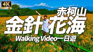 🌻 花蓮赤科山 / 滿山金針黃花海！超療癒！2分鐘看完金針花海