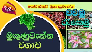 Nugasewana | Wawamu Rakemu | 2022-09- 07|Rupavahini | මුකුණුවැන්න වගාව