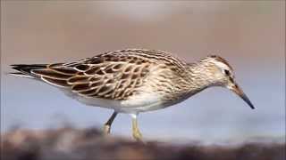 Pectoral Sandpiper