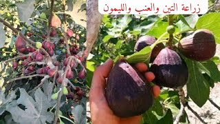 زراعة التين من الأقلام وزراعة العنب والليمون من البداية حتى النتيجة مشاهدة ممتعة Fig cultivation