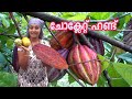 Chocolate agriculture/ chocolate economy/COCOCA/creative life skills /കോക്കോ കൃഷിയും, വിളവെടുപ്പും