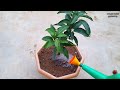 यह छोटा सा आम गमले के लिए best है all time mango plant repoting बारहमासी आम का पौधा