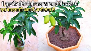 यह छोटा सा आम गमले के लिए best है | All time Mango plant repoting | बारहमासी आम का पौधा  ||