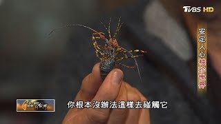 一步一腳印安定人心的力量 一步一腳印 20200216 (完整版)