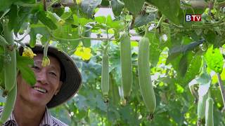 AGRICULTURE / កសិកម្ម : ដំណាំននោងប្រហើរ / Sponge Gourd  Eps 03