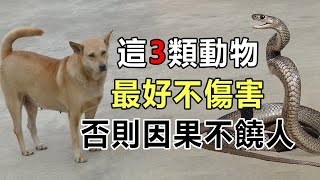 不要輕視因果！這三類動物、最好不傷害，否則因果不饒人！背後真相讓人沉默 | 好東西 佛說  #運勢 #佛教 #佛說 #因果