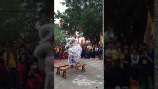 鹤山龙口温氏醒狮lion dance